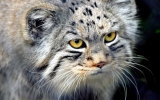 Manul's Avatar