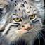 Manul